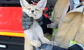 بچه روباه تهرانی های خیابان دیباجی را به وحشت انداخت!