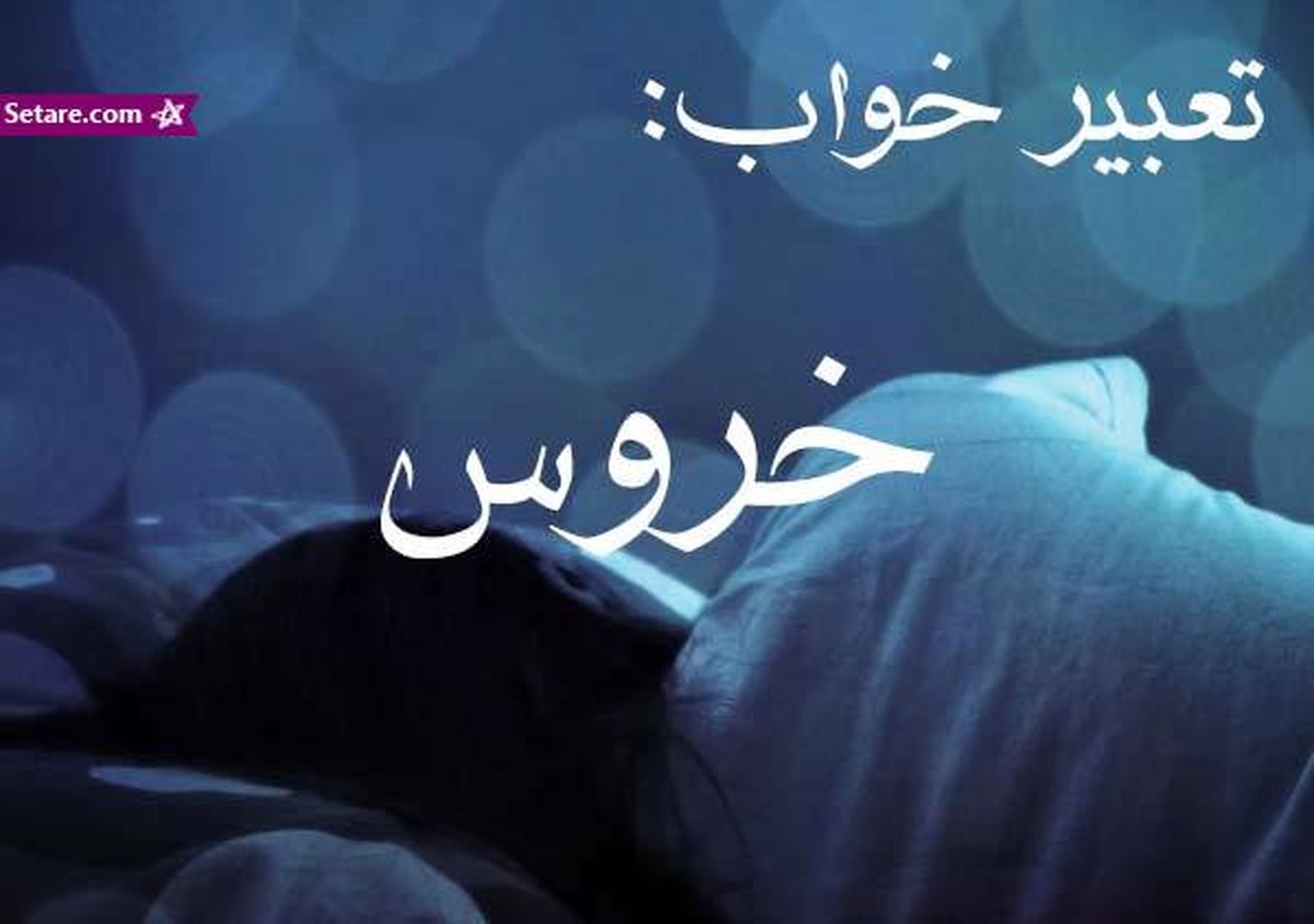 تعبیر خواب خروس - دیدن خروس در خواب چه تعبیری دارد؟