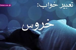 تعبیر خواب خروس - دیدن خروس در خواب چه تعبیری دارد؟