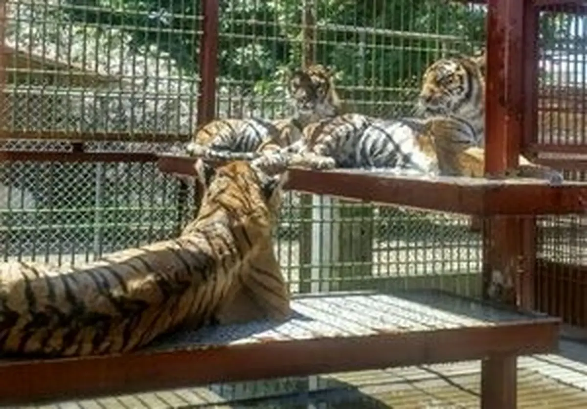 کشف جمجمه ببرهای نگون‌بخت باغ وحش مشهد +عکس