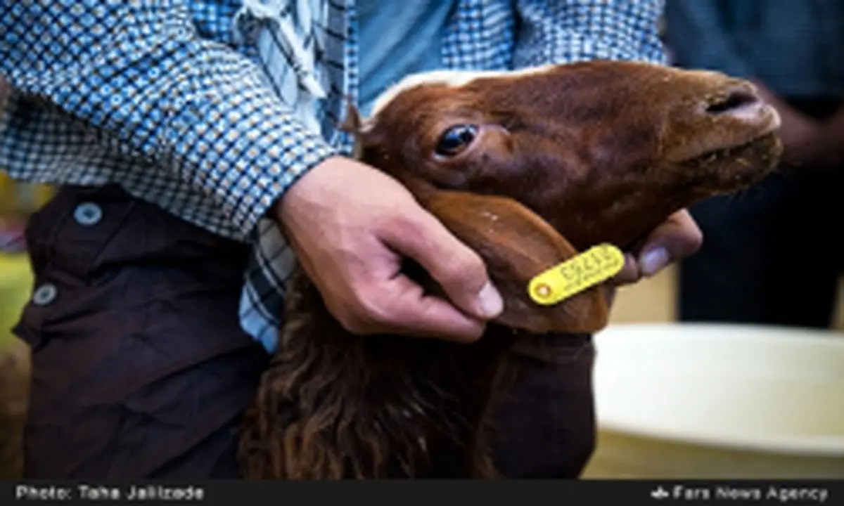 فوت 5 نفر بر اثر ابتلا به تب کریمه کنگو