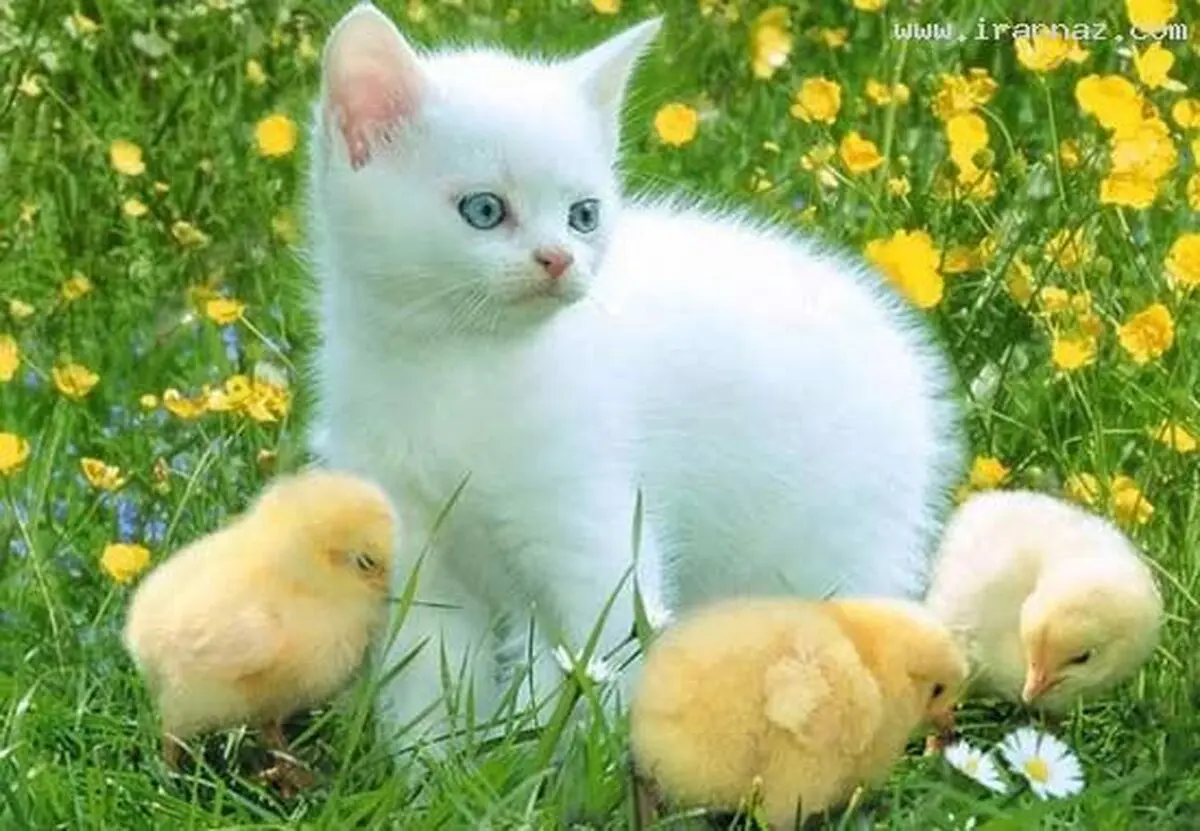عکسهای بسیار زیبا از عشق و دوستی میان حیوانات