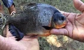 کشف ماهی خارق العاده با دندان هایی شبیه به دندان انسان + تصاویر