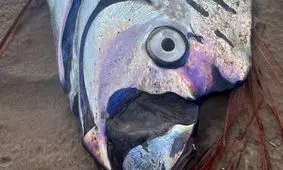 مشاهدۀ یک «ماهی آخرالزمان» بر روی شن‌های ساحل تاسمانی