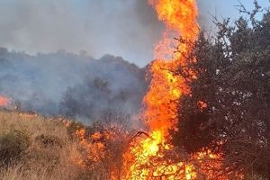 آتش سوزی بزرگ در نزدیکی اسلام آباد/ جنگل‌های بلوط در خطرند/ استانداری کرمانشاه دست بجنباند