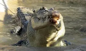 گرفتن کروکودیل با دست خالی توسط پلیس/ ویدئو