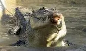 گرفتن کروکودیل با دست خالی توسط پلیس/ ویدئو