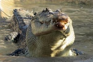 گرفتن کروکودیل با دست خالی توسط پلیس/ ویدئو