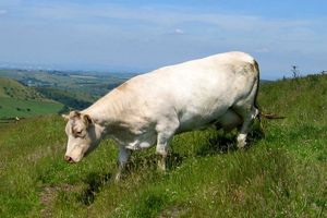 بزرگترین گاو دنیا با ۱.۵ تن وزن