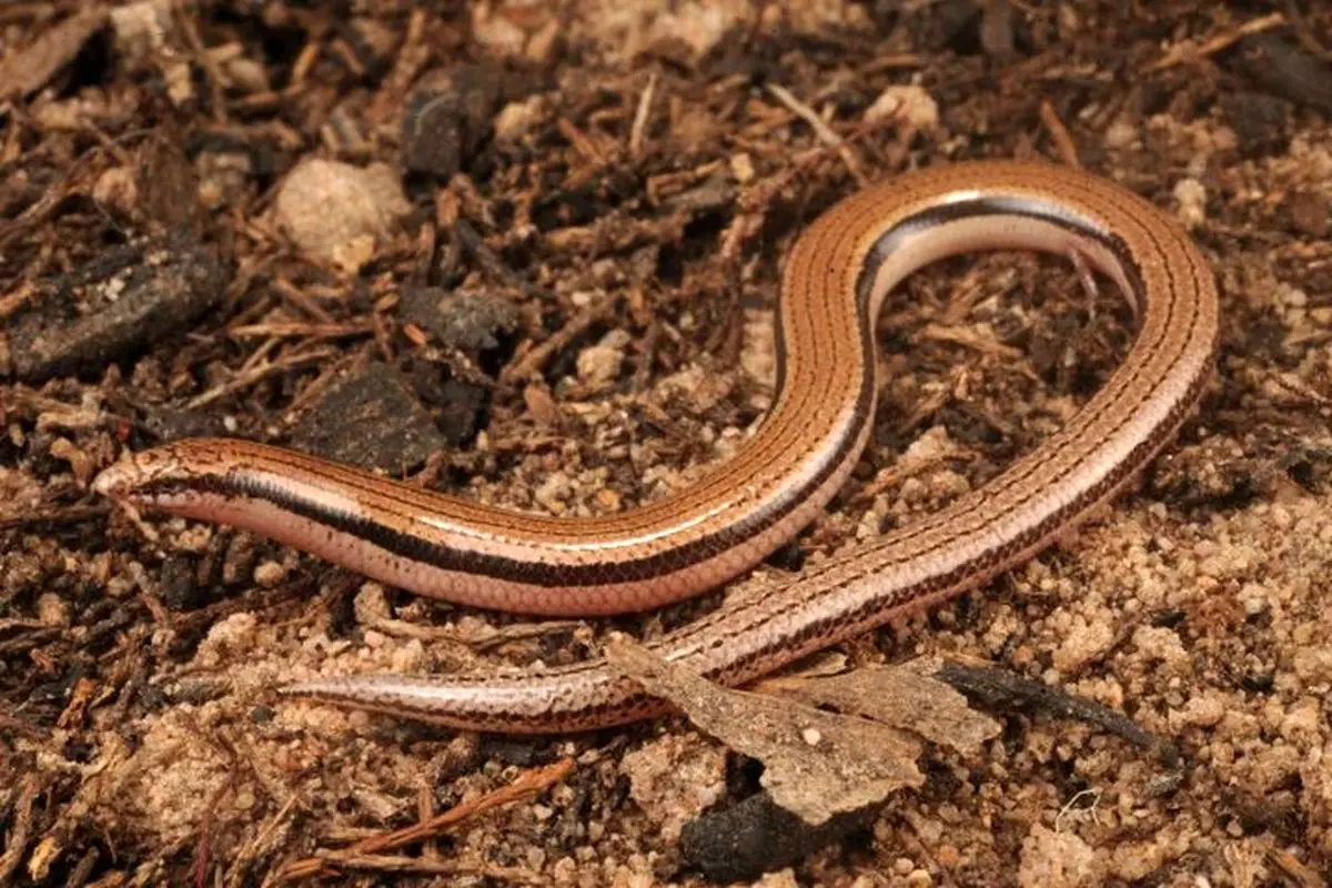 مارمولک «بی‌دست» پس از ۱۰ سال جستجو، به‌عنوان گونه‌ جدید معرفی شد 

