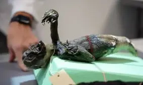 این موجود عجیب ترکیبی از ماهی، میمون و یک خزنده است!