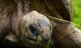 پیرترین حیوان دنیا ۱۹۱ ساله شد!

