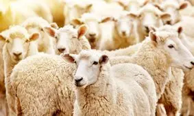 صادرات دام به بیش از ۸۰ هزار راس رسید

