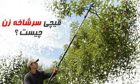 قیچی سرشاخه زن چیست؟