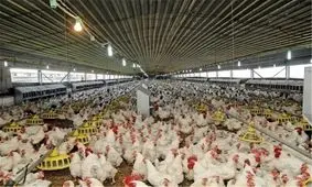 تا یک هفته آینده با تولید مازاد مرغ مواجه می‌شویم/ عده‌ای مرغداران را تحریک می‌کنند