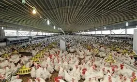 تا یک هفته آینده با تولید مازاد مرغ مواجه می‌شویم/ عده‌ای مرغداران را تحریک می‌کنند
