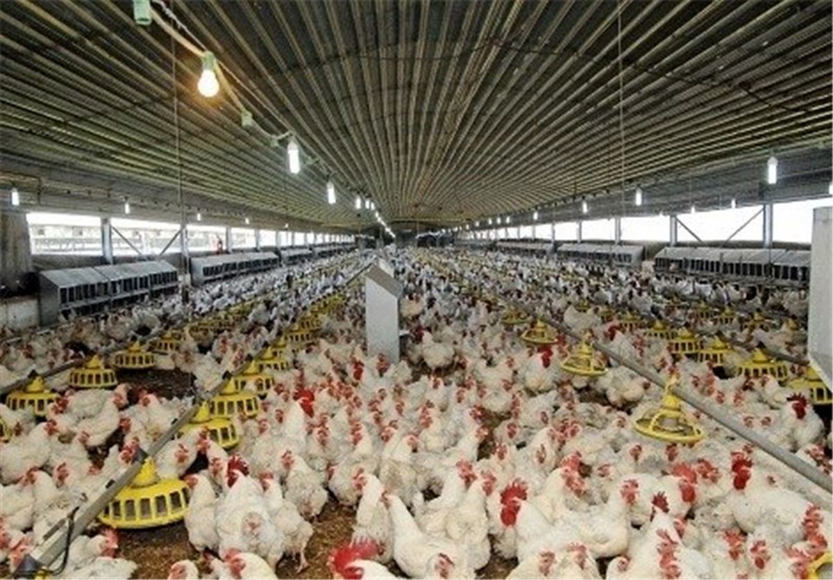 تا یک هفته آینده با تولید مازاد مرغ مواجه می‌شویم/ عده‌ای مرغداران را تحریک می‌کنند