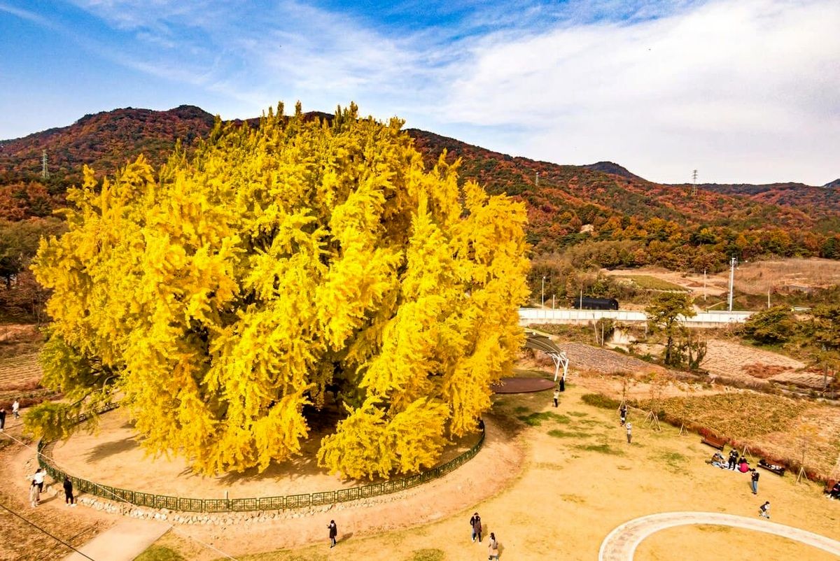 زیباترین درخت جهان در کره جنوبی با ۸۰۰ سال قدمت