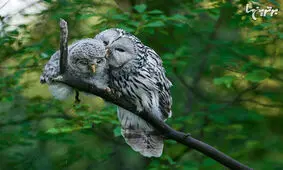 تصاویر زیبا از گرما و مهر مادری در دنیای حیوانات
