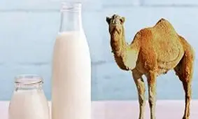 مصرف کنندگان شیر شتر مراقب تب مالت باشند