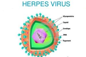 "هرپس ویروس" عامل اختلال دو قطبی و افسردگی