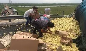 طرح بیمه اجباری جوجه یک روزه در اردبیل اجرا می‌شود‌