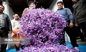 زنجیره ارزش زعفران با همکاری اتحادیه اروپا در ایران شکل می‌گیرد