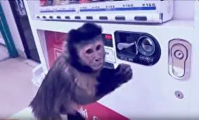 هوش بالای این حیوانات باورنکردنی است!