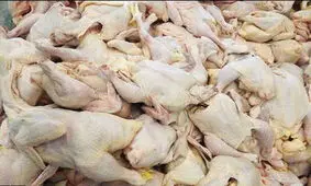 قیمت گوشت مرغ در چهارمحال و بختیاری کاهش می یابد