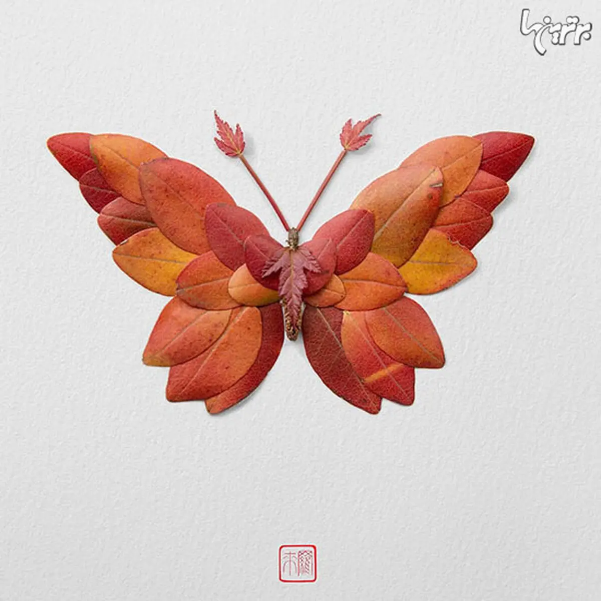 حشراتی که از جنس گیاه هستند