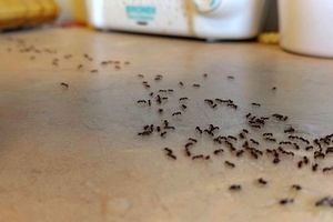 راهکارهای خانگی برای از بین بردن مورچه ها