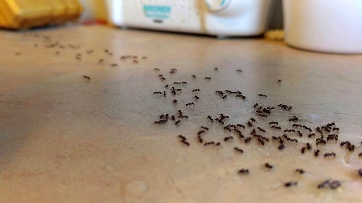 راهکارهای خانگی برای از بین بردن مورچه ها