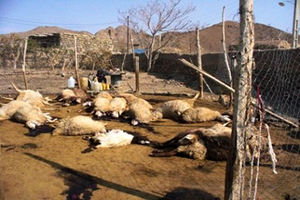 مرگ ۲۰۰ راس گوسفند در سرچهان