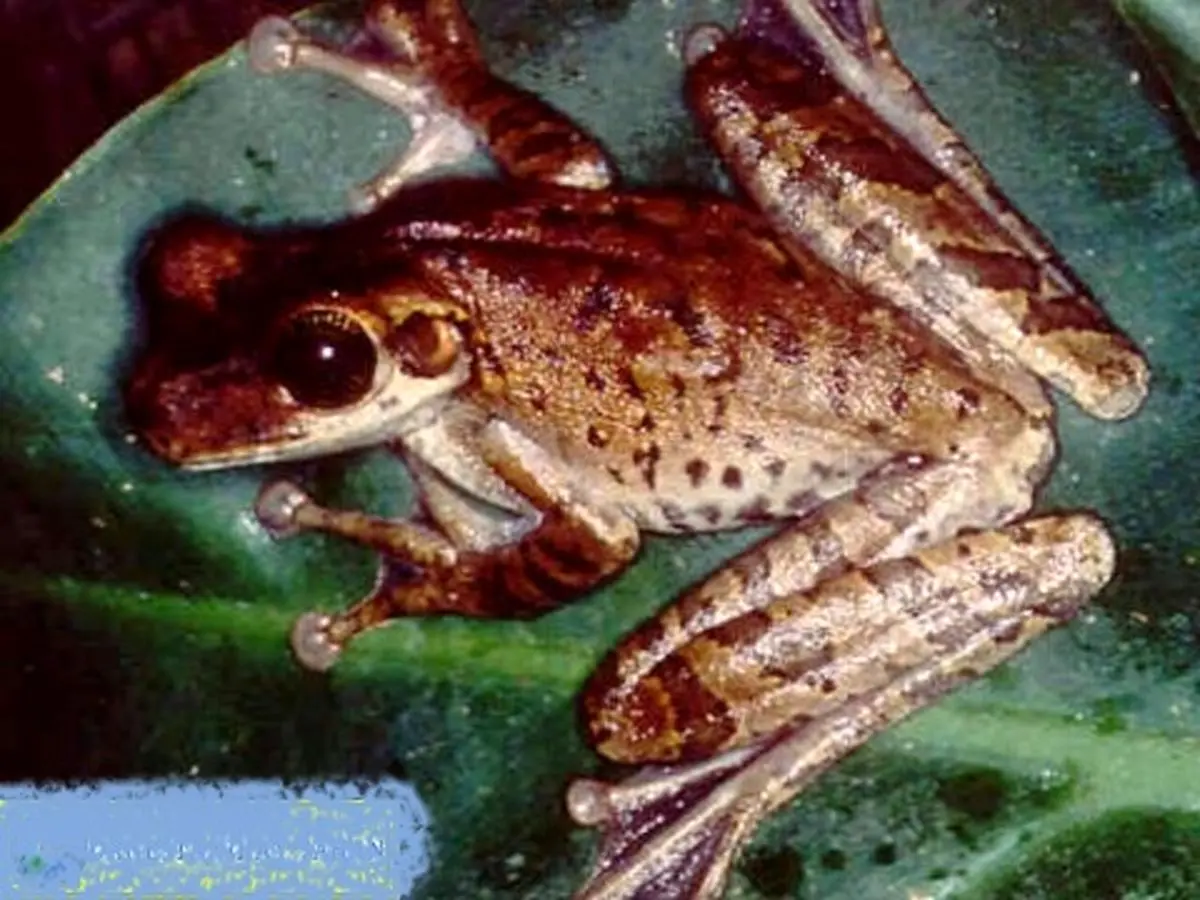 این قورباغه عجیب‌ترین مخدر دنیاست +عکس