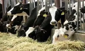 توقیف کامیونت حامل دام قاچاق در سروآباد