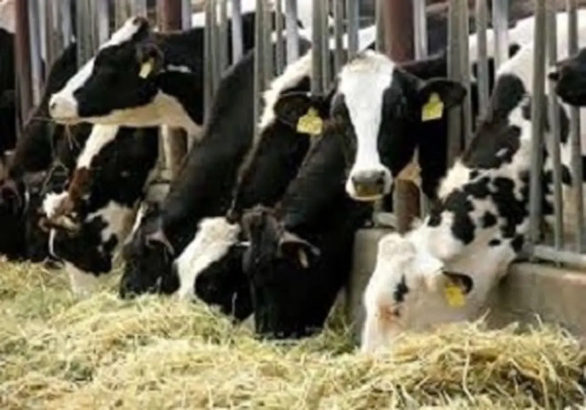 توقیف کامیونت حامل دام قاچاق در سروآباد