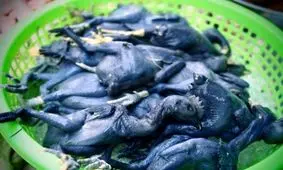 غذای عجیب ثروتمندان ویتنام!+ عکس