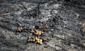 ۱۰۰ نخل شادگان در آتش‌ خاکستر شدند