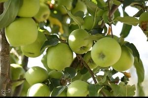 باغات سیب در شمال دامغان به روایت تصویر