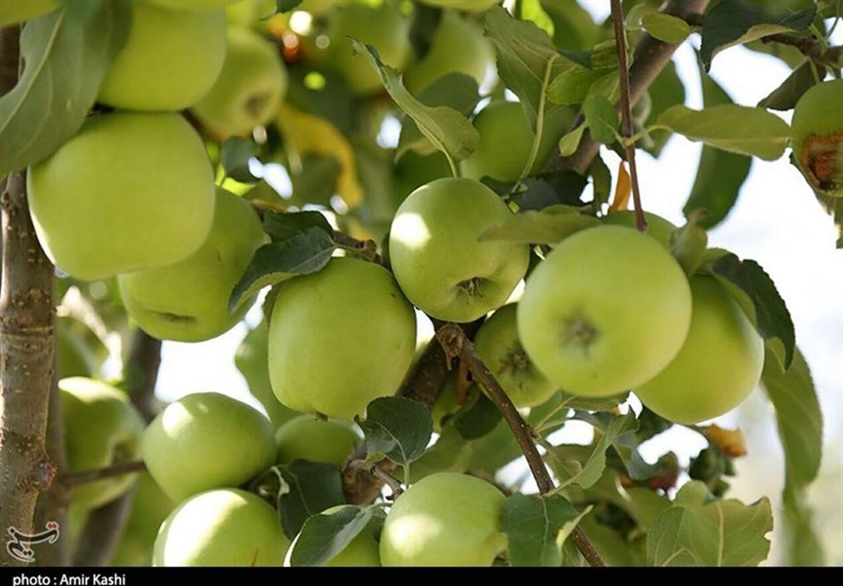 باغات سیب در شمال دامغان به روایت تصویر