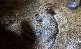 توله یوز 7 ماهه دیشب تلف شد+عکس