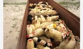 تلف شدن 185 راس دام براثر آب شرب  