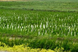 باران به رنج برداشت برنج در آستارا افزود