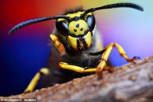 زنبورها توانایی تشخیص چهره دارند!