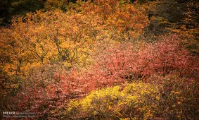 جنگل های هیرکانی شمال در راه ثبت جهانی