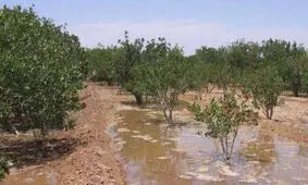 برداشت 600 میلیون مترمکعب آب در رفسنجان و انار فاجعه است