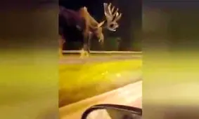 غول پیکرترین گوزن دنیا