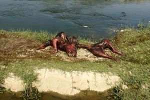 ماجرای عجیب و جنجالی پیدا شدن لاشه یک دایناسور در کرمانشاه!+ عکس
