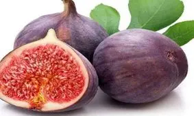 آغاز برداشت انجیر در گیلان