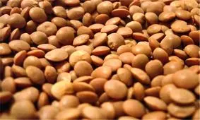 ۴۵۰ تن عدس در یک انبار در نظرآباد کشف شد